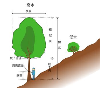 樹冠位置|如何找到最佳樹冠位置